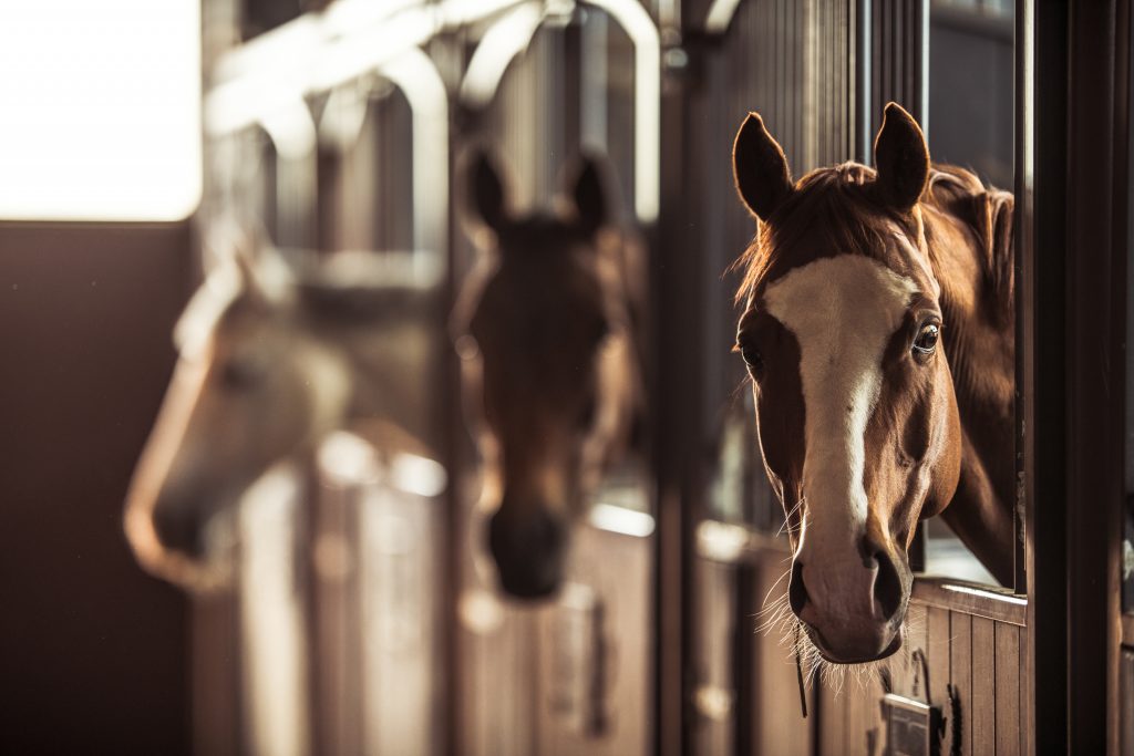 Horses in stalls
