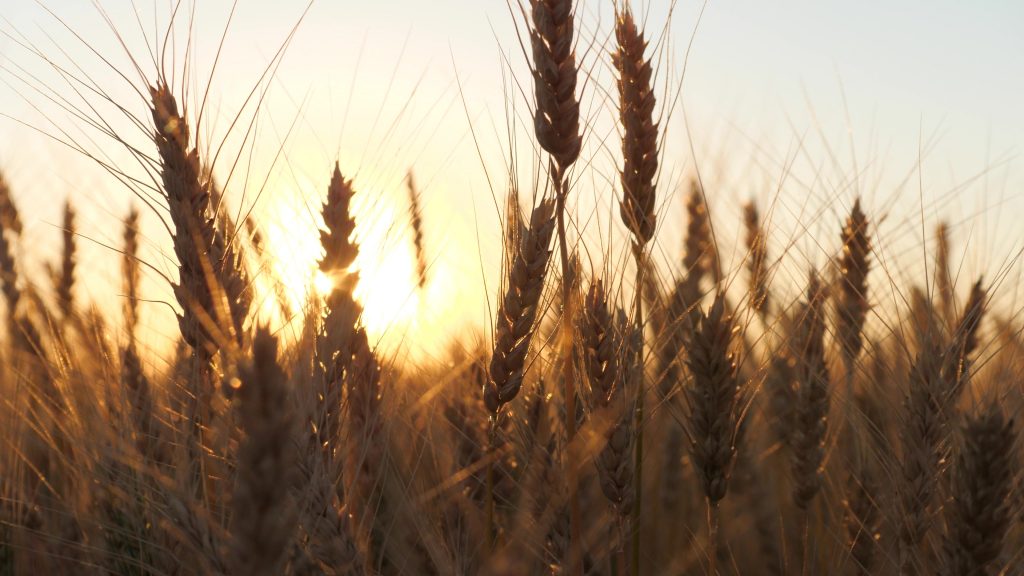 Wheat at sunset
