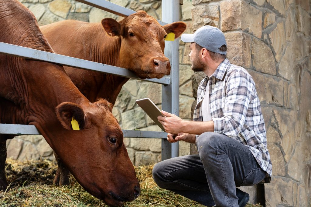 Cows with Vet