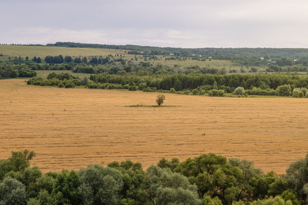Russian Wheat
