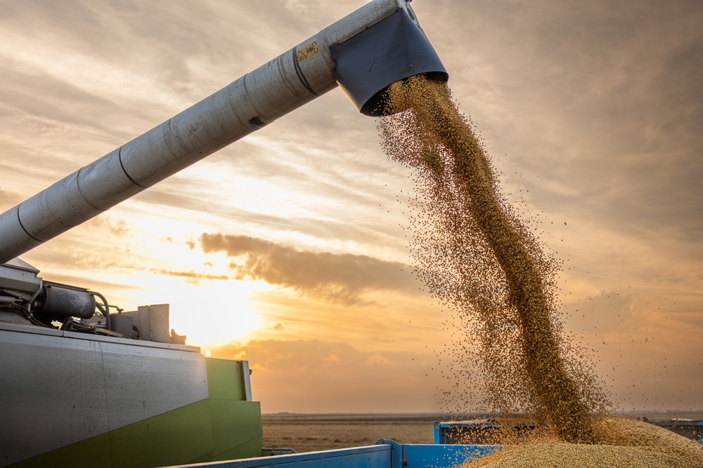 soybean harvest
