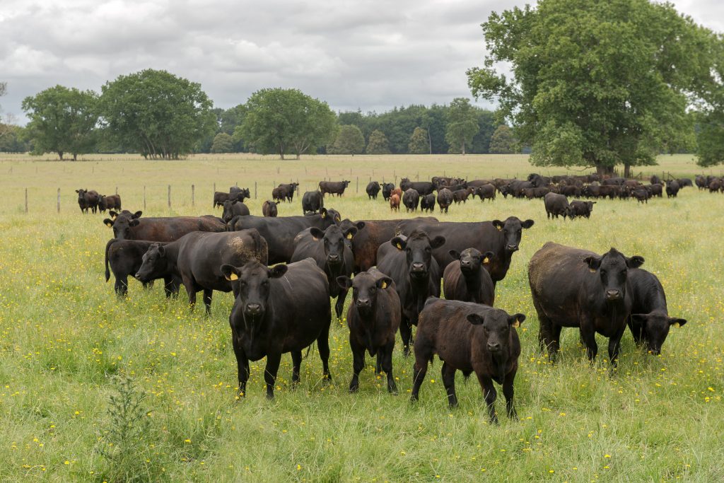 Cows in pasture looking at camera 