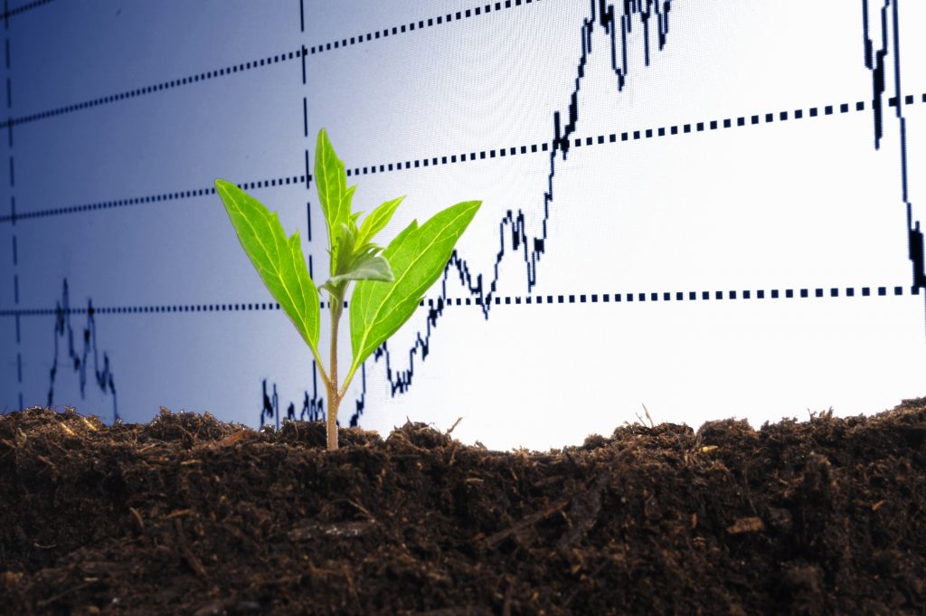 Crop growing behind market 