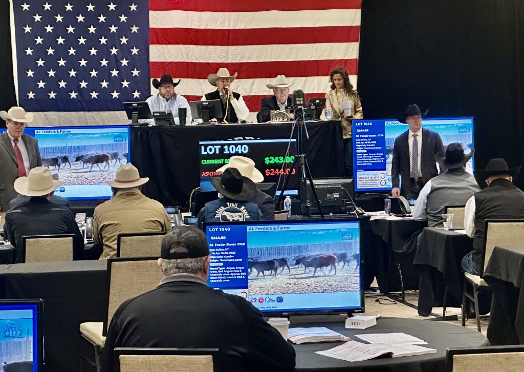 Superior LIvestock Sale Setup