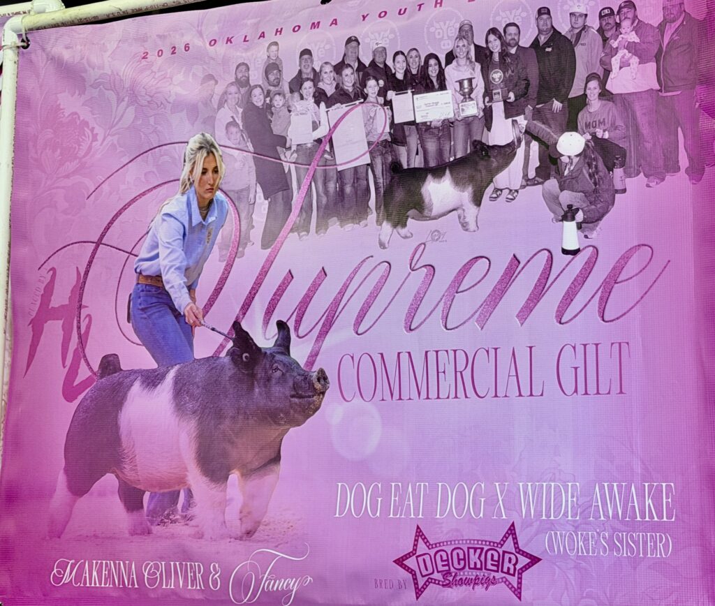 Sign of Supreme Champion Commercial Gilt at 2026 OYE Night of Stars Gilt Sale- Owned by Makenna Oliver